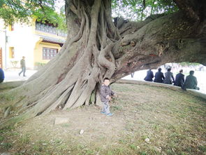 詩嶼尋蹤，航標探秘——溫州江心嶼親子自駕周末游全攻略